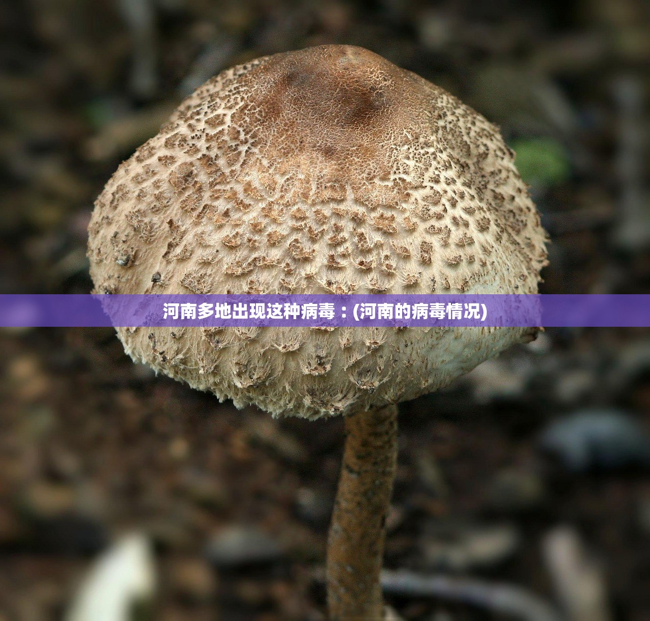 价位最低的北京吉普-价位最低的北京吉普车型 价位最低的北京吉普-价位最低的北京吉普车型