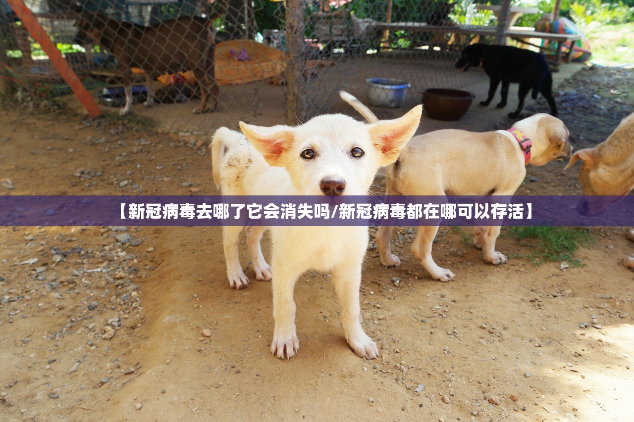 【新冠病毒去哪了它会消失吗/新冠病毒都在哪可以存活】 【新冠病毒去哪了它会消失吗/新冠病毒都在哪可以存活】
