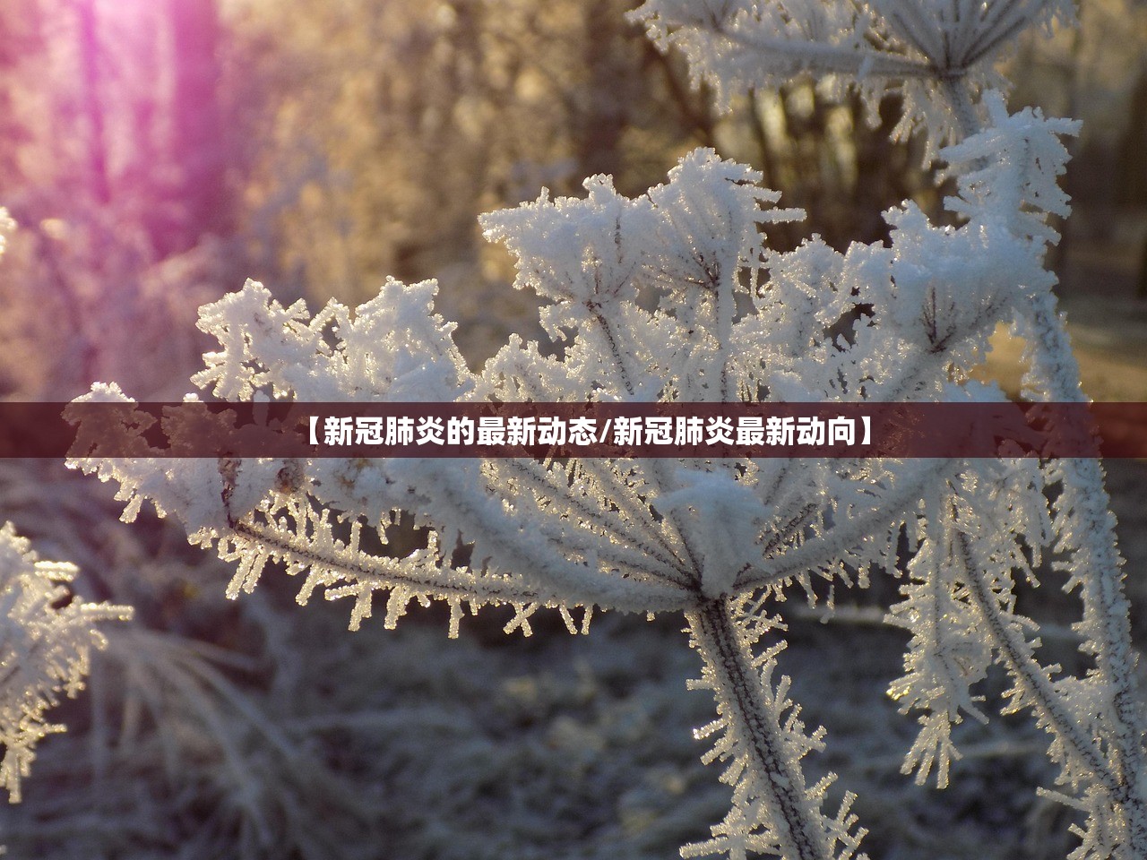 【新冠肺炎的最新动态/新冠肺炎最新动向】 【新冠肺炎的最新动态/新冠肺炎最新动向】