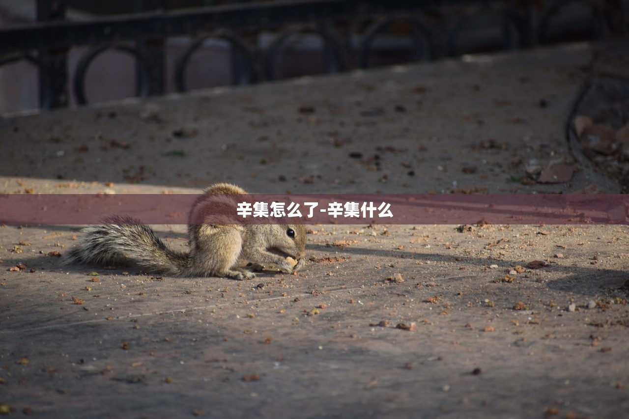 辛集怎么了-辛集什么 辛集怎么了-辛集什么