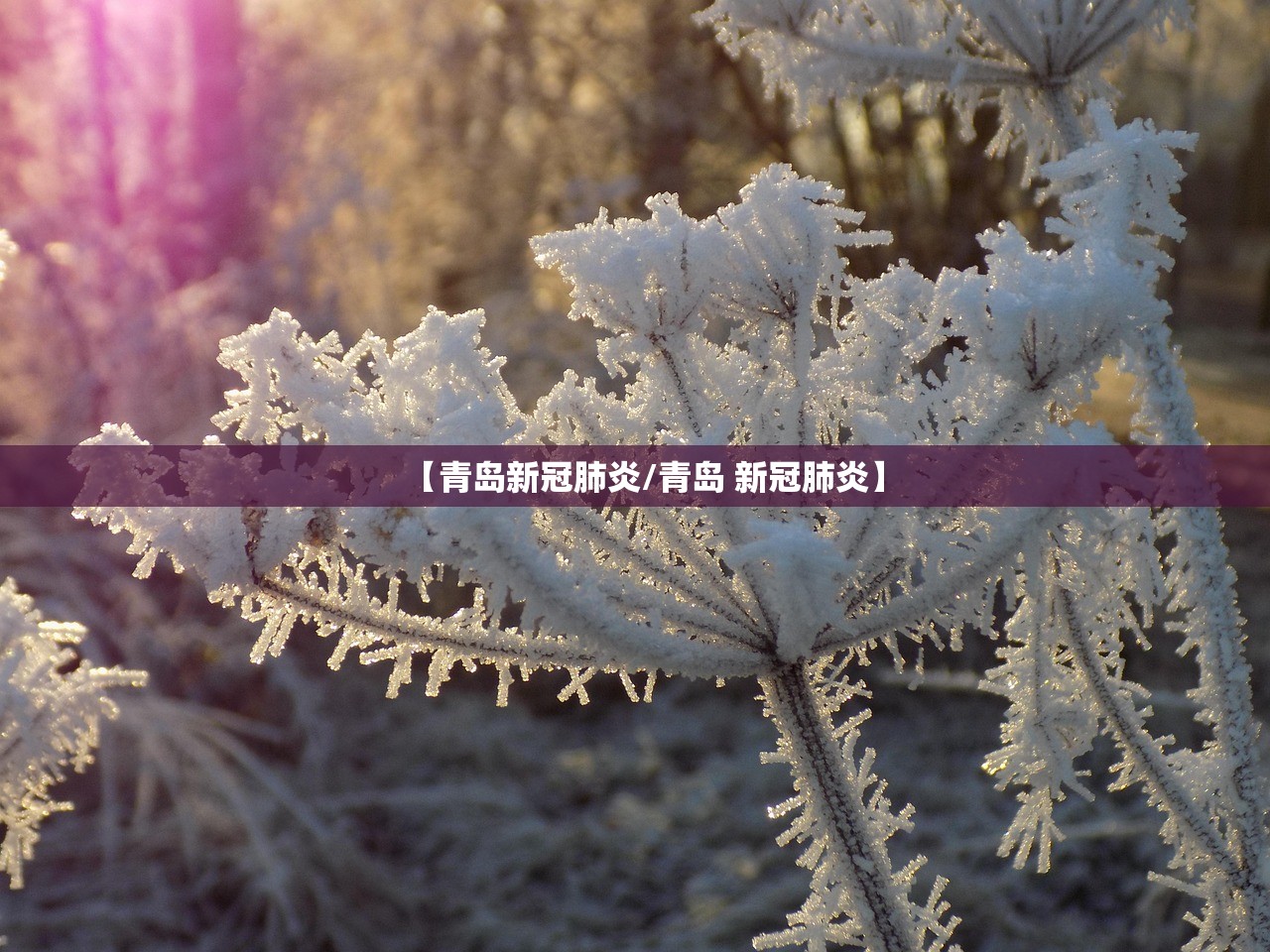 【青岛新冠肺炎/青岛 新冠肺炎】
