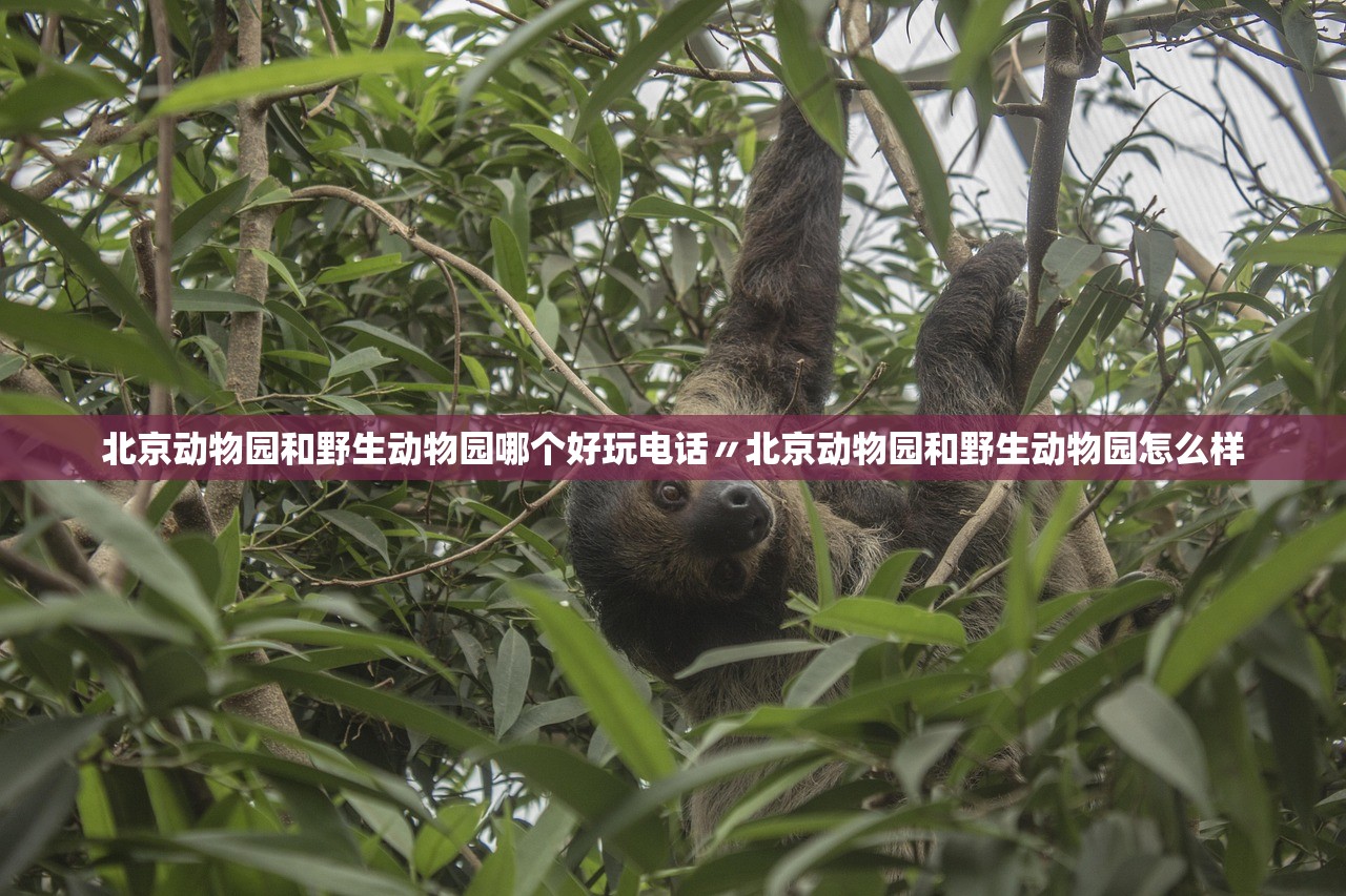 北京动物园和野生动物园哪个好玩电话〃北京动物园和野生动物园怎么样 北京动物园和野生动物园哪个好玩电话〃北京动物园和野生动物园怎么样