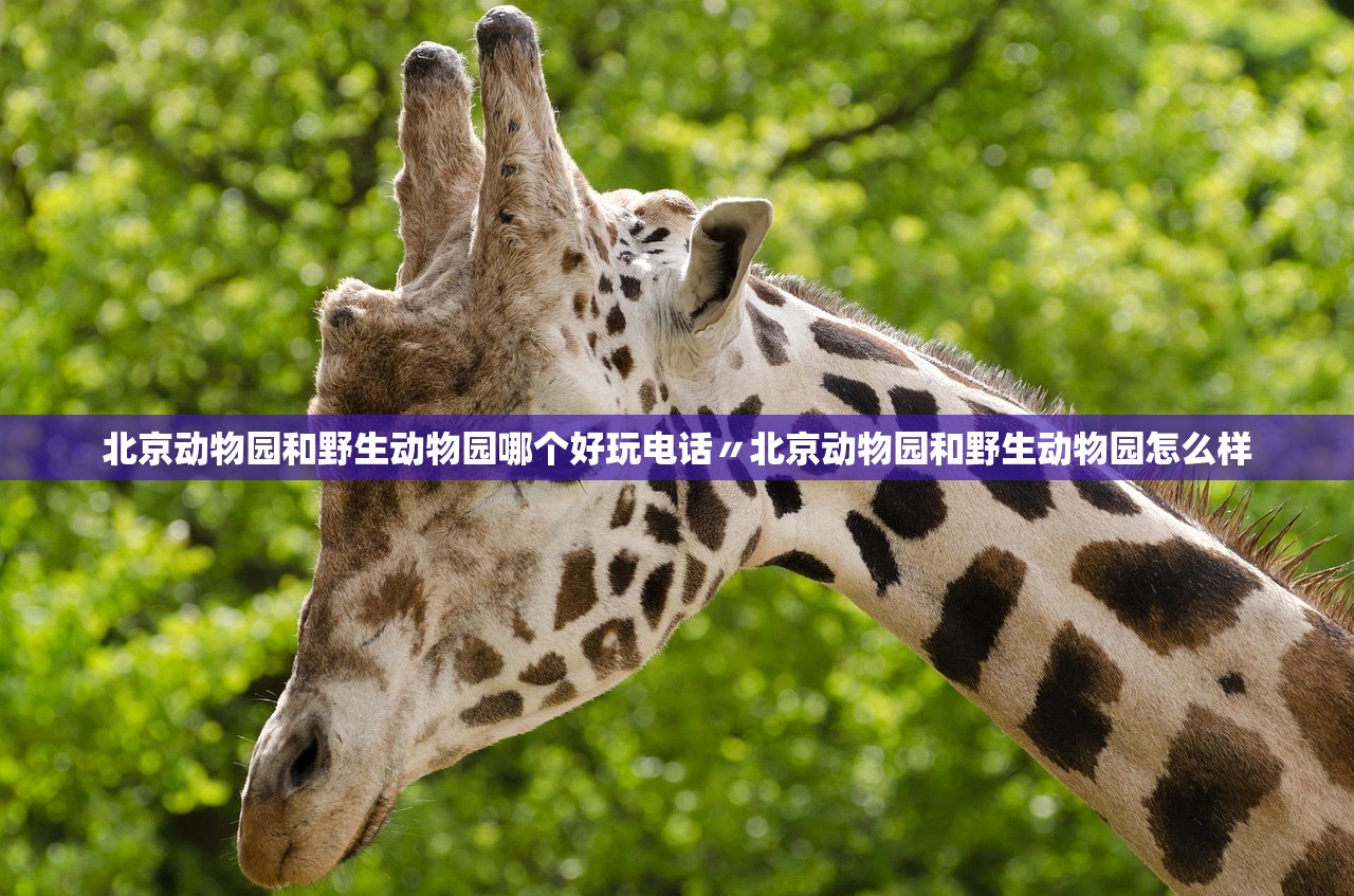 北京动物园和野生动物园哪个好玩电话〃北京动物园和野生动物园怎么样 北京动物园和野生动物园哪个好玩电话〃北京动物园和野生动物园怎么样