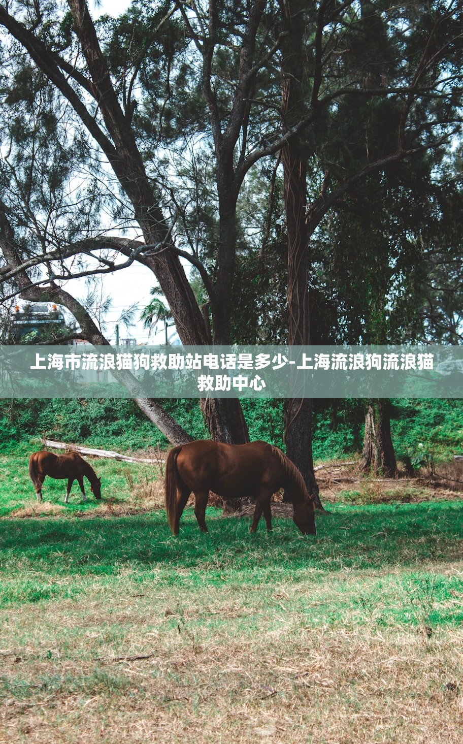 上海市流浪猫狗救助站电话是多少-上海流浪狗流浪猫救助中心 上海市流浪猫狗救助站电话是多少-上海流浪狗流浪猫救助中心