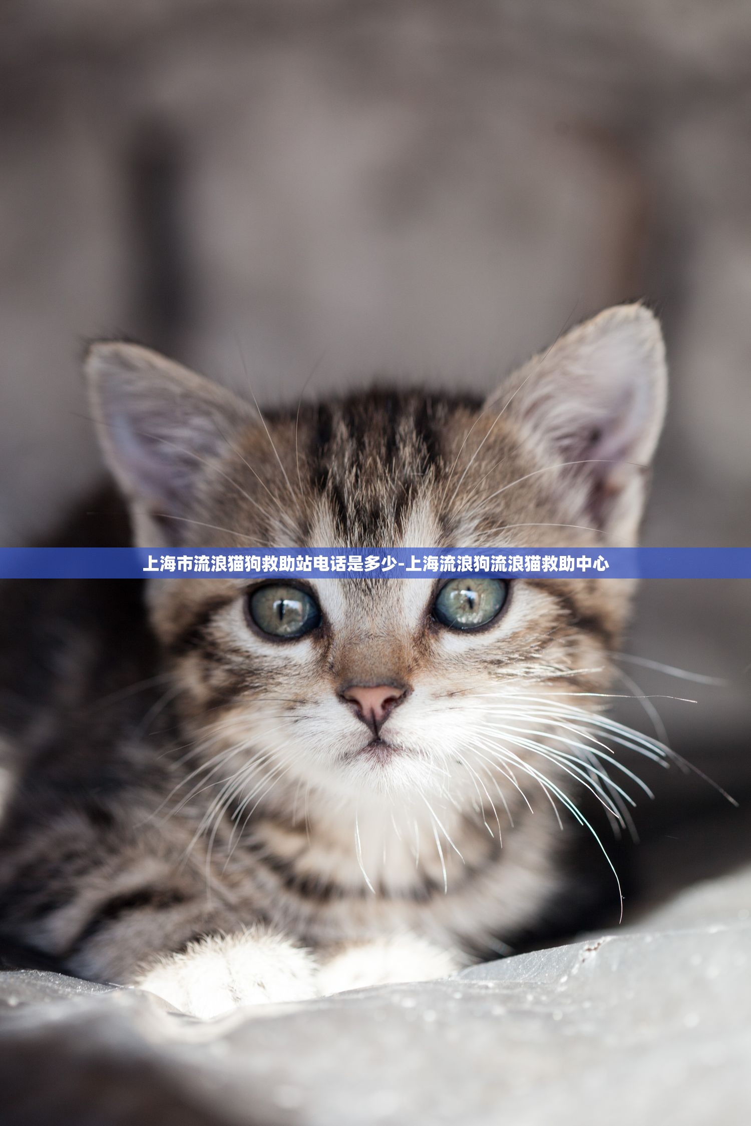 上海市流浪猫狗救助站电话是多少-上海流浪狗流浪猫救助中心 上海市流浪猫狗救助站电话是多少-上海流浪狗流浪猫救助中心