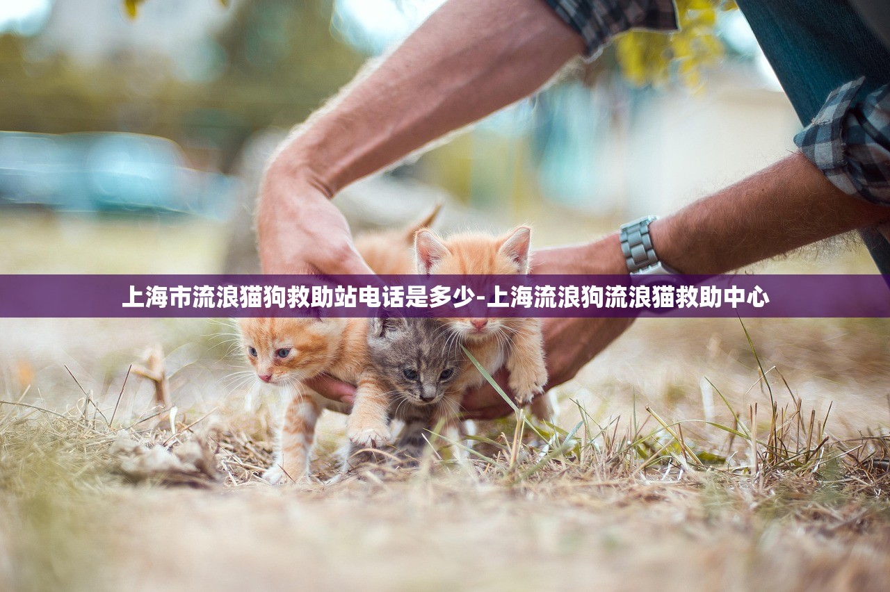 上海市流浪猫狗救助站电话是多少-上海流浪狗流浪猫救助中心 上海市流浪猫狗救助站电话是多少-上海流浪狗流浪猫救助中心