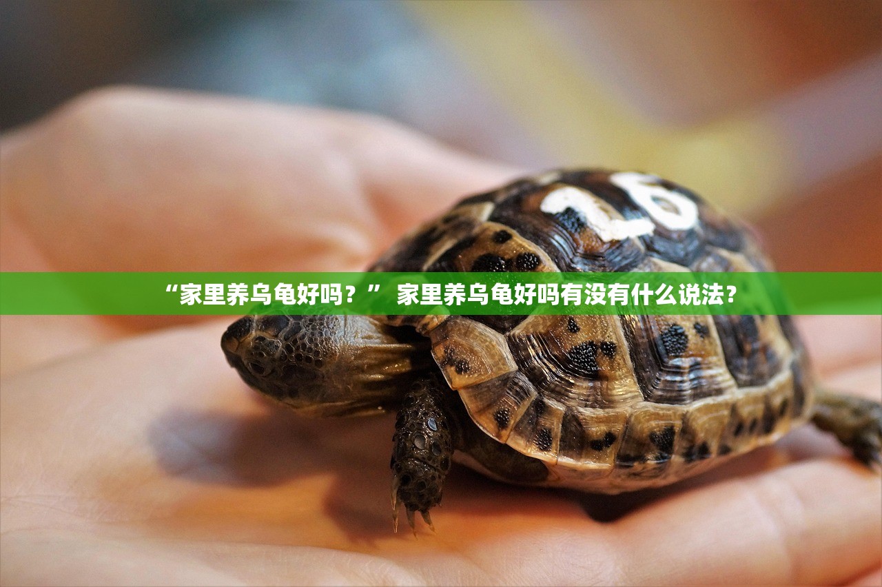 “家里养乌龟好吗？” 家里养乌龟好吗有没有什么说法？