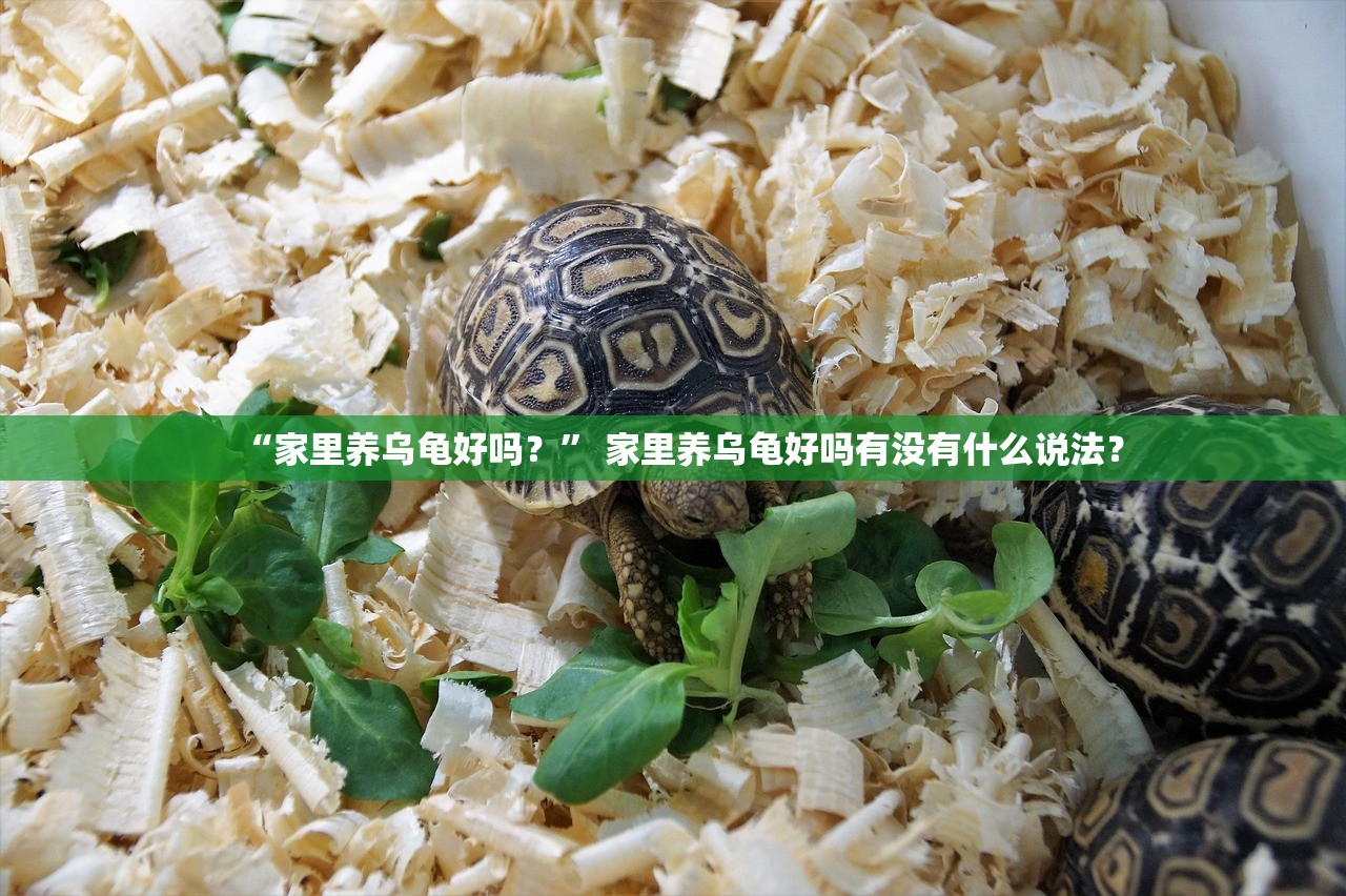 “家里养乌龟好吗？” 家里养乌龟好吗有没有什么说法？
