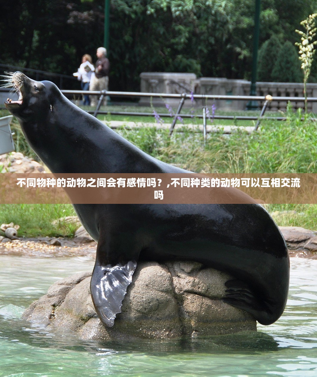 不同物种的动物之间会有感情吗?,不同种类的动物可以互相交流吗 不同物种的动物之间会有感情吗?,不同种类的动物可以互相交流吗