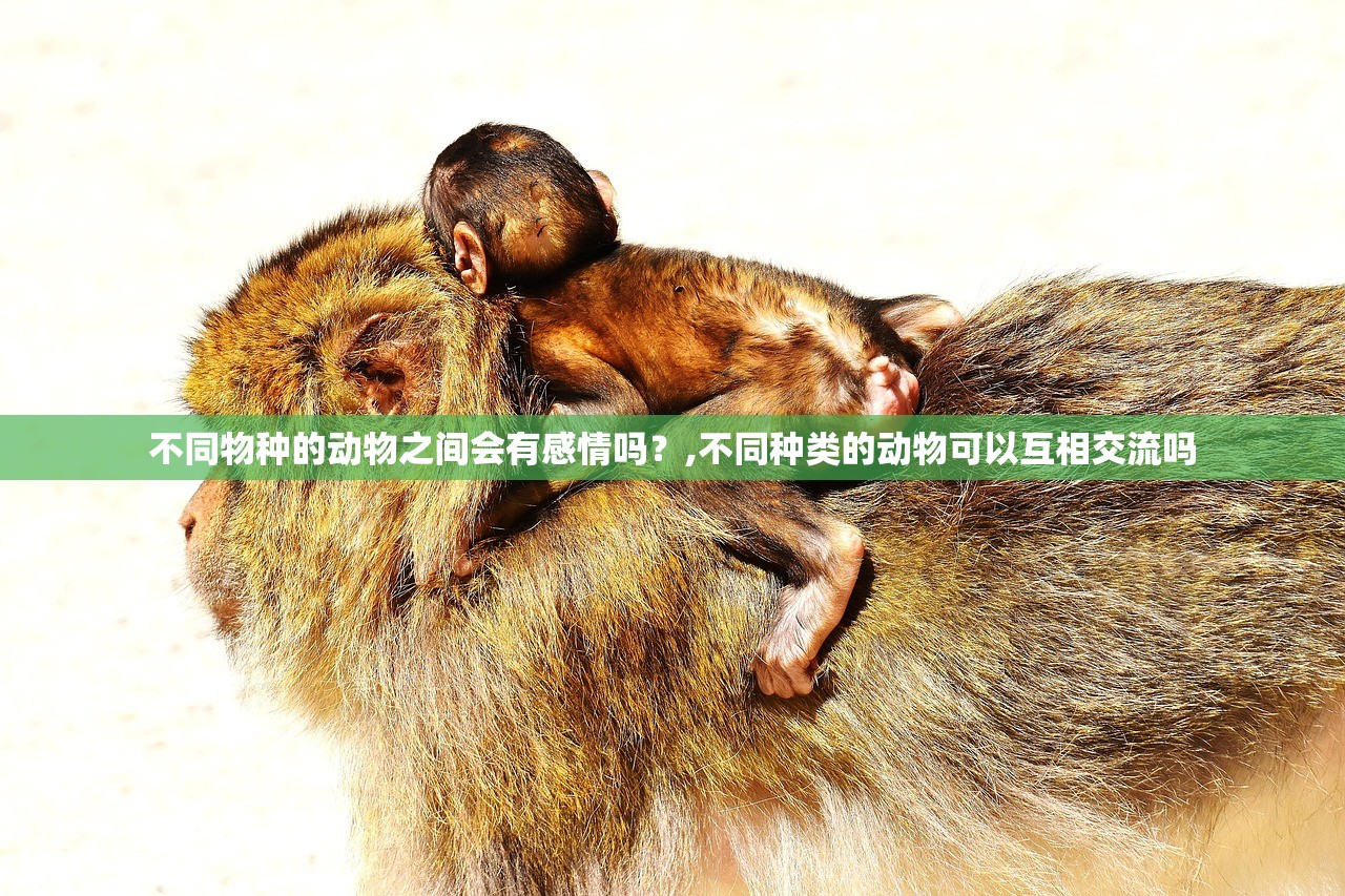 不同物种的动物之间会有感情吗?,不同种类的动物可以互相交流吗 不同物种的动物之间会有感情吗?,不同种类的动物可以互相交流吗