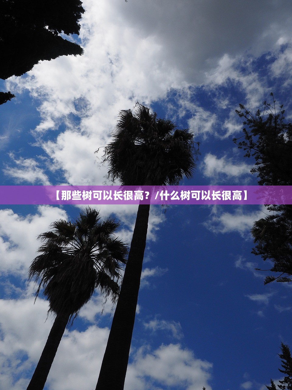 【那些树可以长很高？/什么树可以长很高】