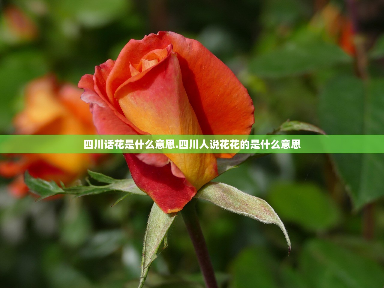四川话花是什么意思.四川人说花花的是什么意思 四川话花是什么意思.四川人说花花的是什么意思