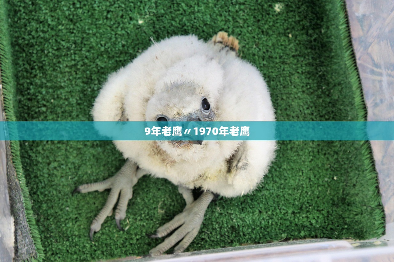 9年老鹰〃1970年老鹰 9年老鹰〃1970年老鹰