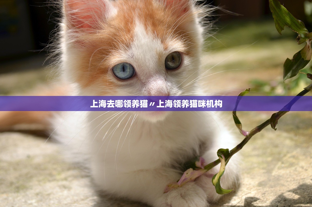上海去哪领养猫〃上海领养猫咪机构 上海去哪领养猫〃上海领养猫咪机构