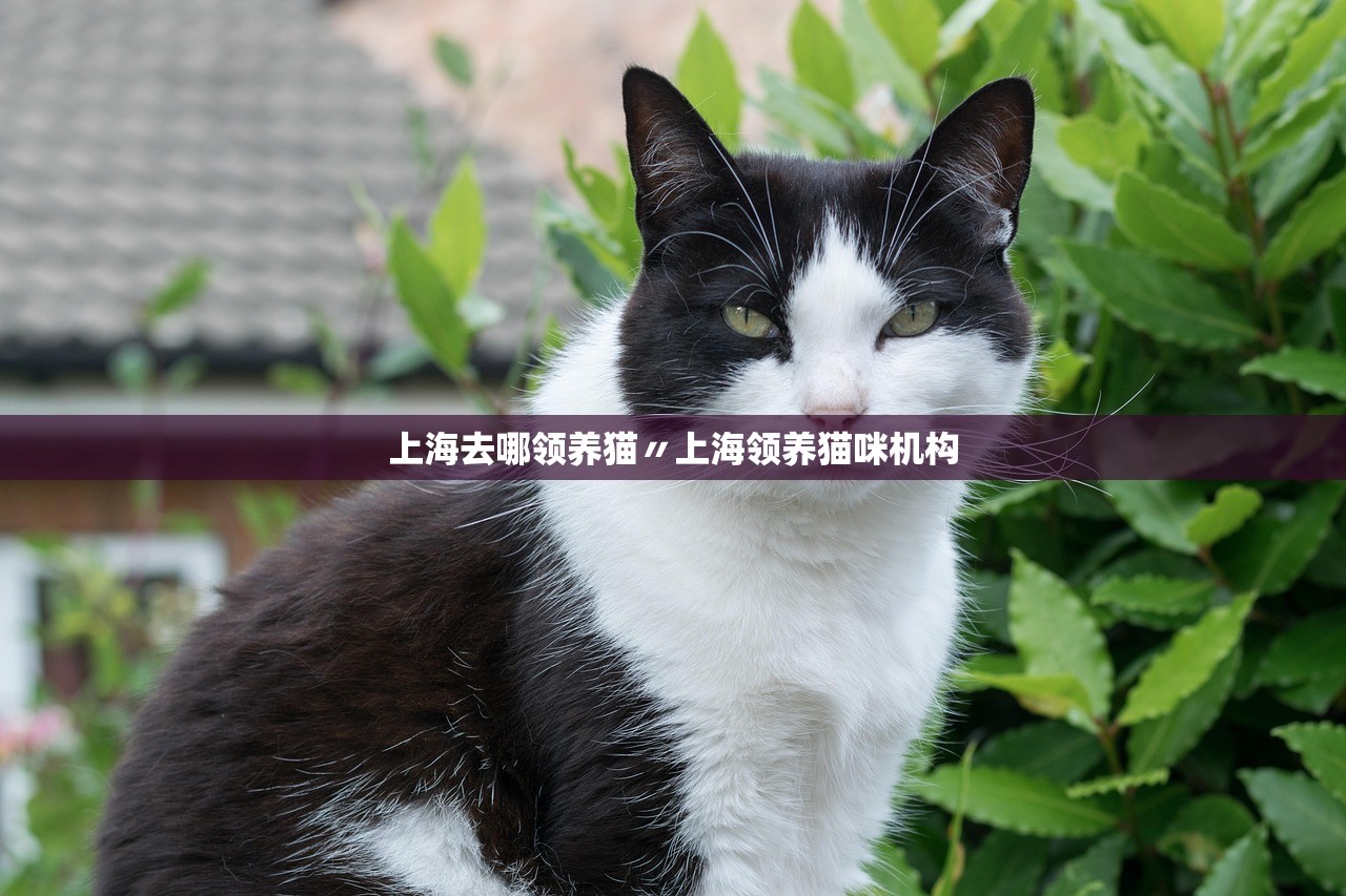 上海去哪领养猫〃上海领养猫咪机构 上海去哪领养猫〃上海领养猫咪机构