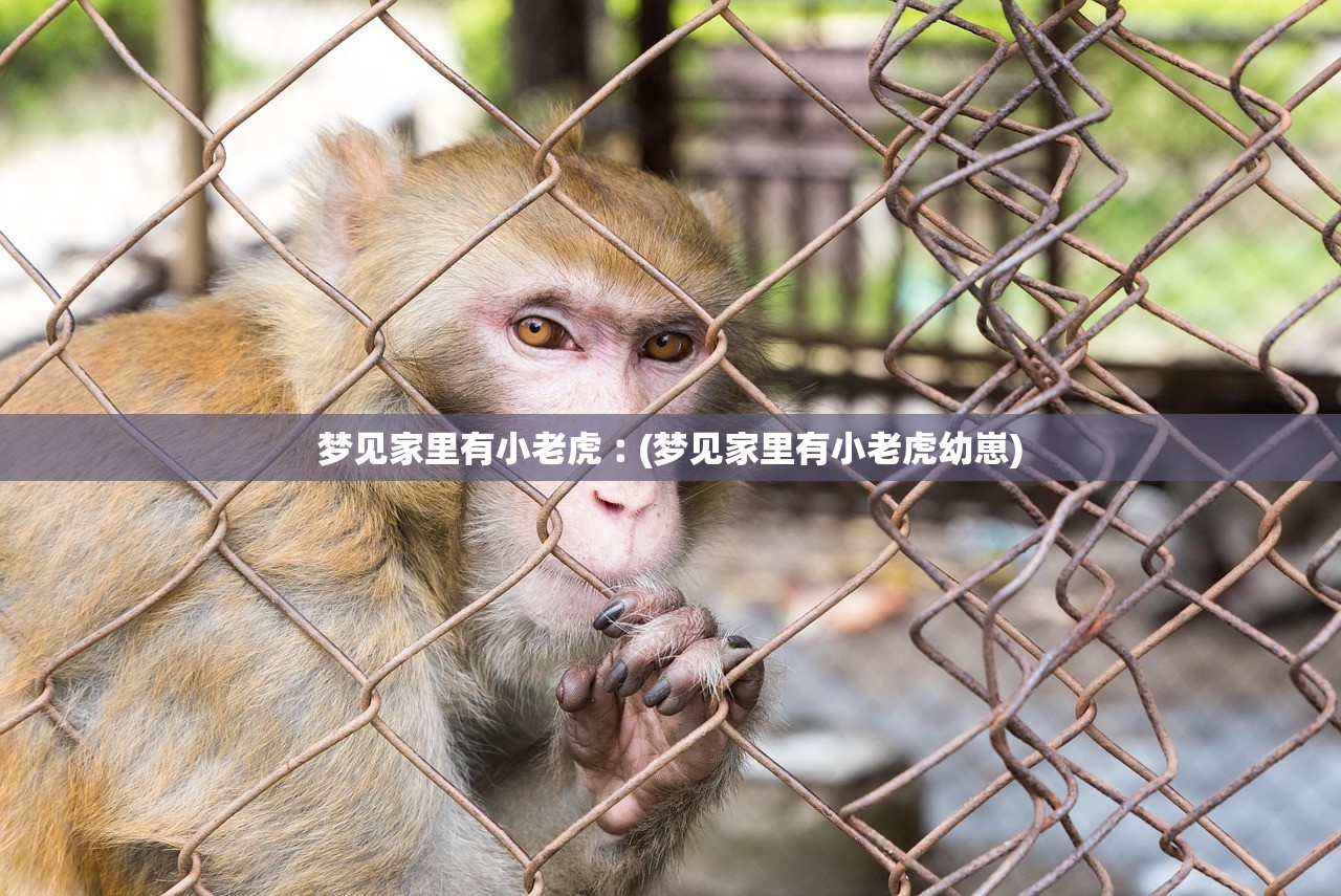 梦见家里有小老虎︰(梦见家里有小老虎幼崽) 梦见家里有小老虎︰(梦见家里有小老虎幼崽)