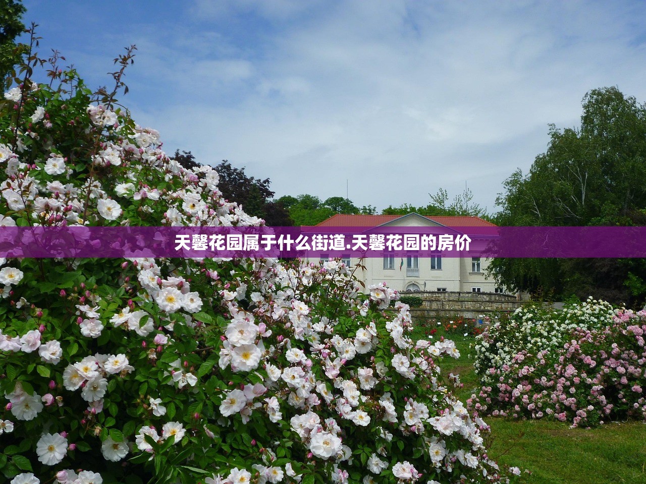 天馨花园属于什么街道.天馨花园的房价 天馨花园属于什么街道.天馨花园的房价