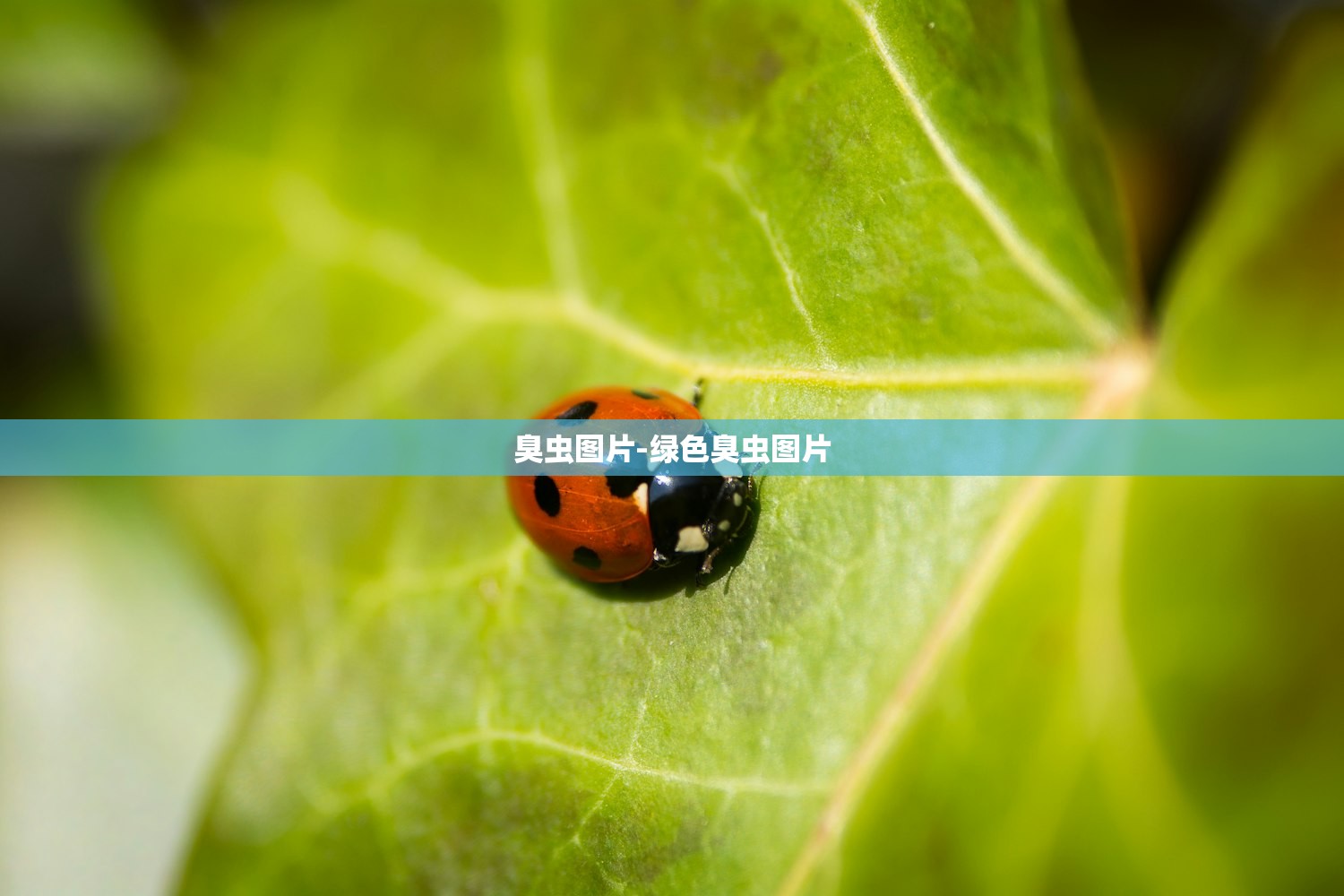 臭虫图片-绿色臭虫图片